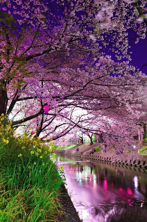 Cherry Blossoms in Japan - Stellar Interior Design